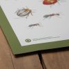 Gear Landmark Project | Insects Of The Forest Educational Poster One Color