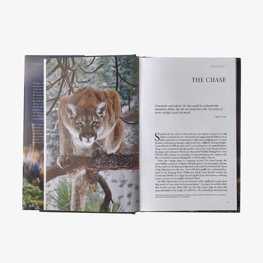 Gear Patagonia | Path Of The Puma: The Remarkable Resilience Of The Mountain Lion By Jim Williams