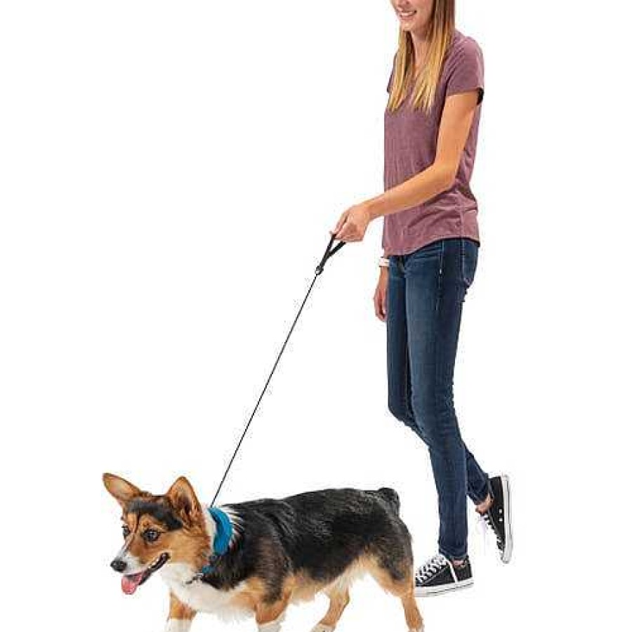 Gear Nite Ize | Rad Dog All-In-One Collar + Leash Blue